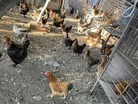 Chickens — foto 4