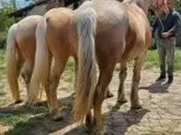 母马, Horses — 照片 7