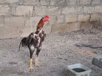 Koń, Konie — zdjęcie 2