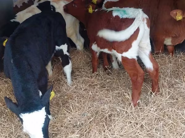 ወንድ በሬ, Simmental cattle