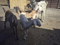 بز ماده, Saanen goat — عکس 2