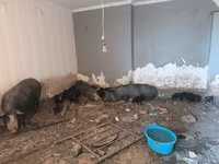 خنزير ذكر, الخنازير — الصورة 5