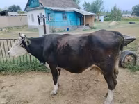ላም, Russian Black pied cattle — ፎቶ 1