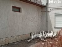 Geese — foto 4