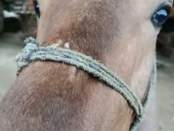 Cavallo, Cavalli