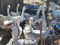 Geese — புகைப்படம் 3