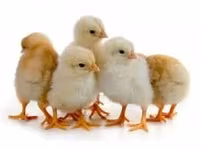 Chickens — акс 3
