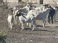 بز ماده, بز — عکس 1