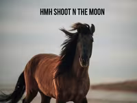 Hengst, Rocky Mountain Horse — Foto 7