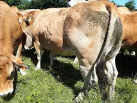 Sapi, Cast cow — foto 4