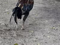 Chickens — عکس 5