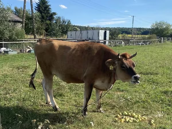 Ng'ombe jike, Jersey breed