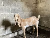 ছাগী, Nubian Goat — ছবি 1