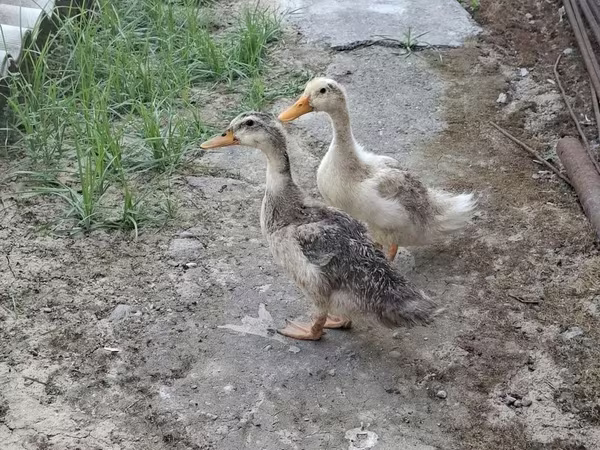 Ducks