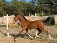 Hingst, Dutch warmblood horse — foto 2