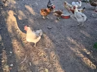 Chickens — φωτογραφία 7