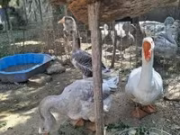 Geese — புகைப்படம் 5