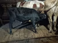 گاو نر, Simmental cattle — عکس 5