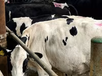 Сиыр, Swiss cattle — 5-сурет
