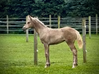 Էգ ձի, Black Sea breed — լուսանկար 3