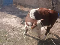 Krava, Latvian Blue cattle — foto 2