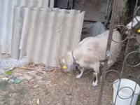 Dê cái, Saanen goat — ảnh 2