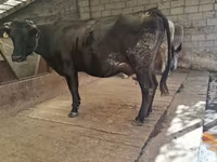 Mucca, Simmental cattle — foto 4