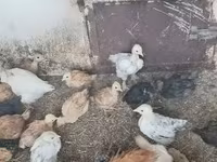 Chickens — foto 4