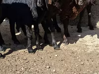ወንድ ፍየል, Goats — ፎቶ 2