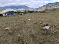 Turkeys — fotografija 3