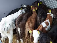 Bydło (partia, płeć nieokreślona), Simmental cattle — zdjęcie 6