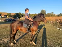 حصان, Hungarian horse breed — الصورة 6