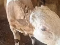 Byk, Simmental cattle — zdjęcie 5