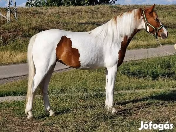 Cavalo, Cavalos