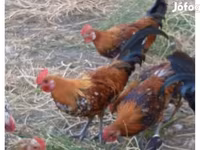 Chickens — تصویر 1