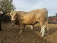 Bik, Simmental cattle — fotografija 2
