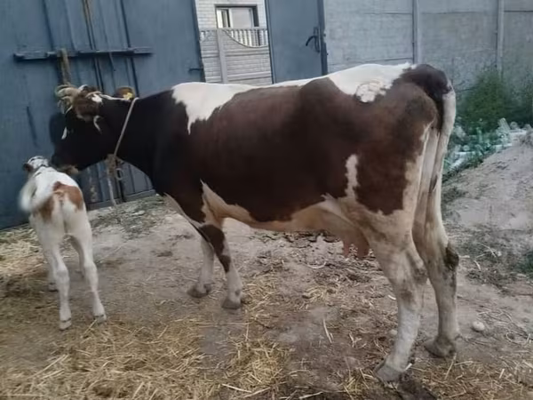 گائے, Swiss cattle — کرغزستان
