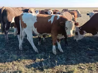 Stier, Simmental cattle — foto 2