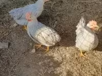 Chickens — foto 3