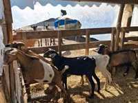 Cabro, Cabras — foto 3