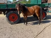 Kobyła, Konie — zdjęcie 1