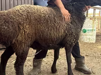 숫양, Edilbay sheep — 사진 4