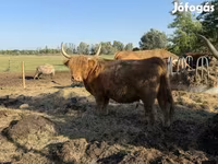 Lembu betina, Highland — foto 1