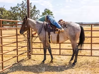 اسب نر, Quarter Horse — عکس 8