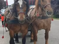 Klisna, Percheron — foto 7