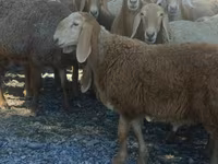 Beran, Arashan sheep — foto 2