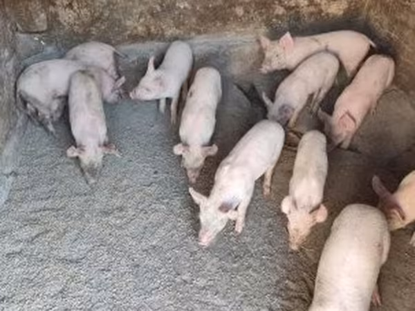 Suini (lotto, sesso non specificato), Maiali