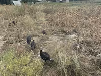 Turkeys — รูปภาพ 2