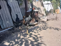 Chickens — foto 4