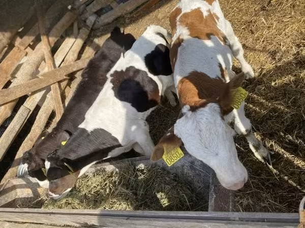Bull, Simmental cattle — Hungary